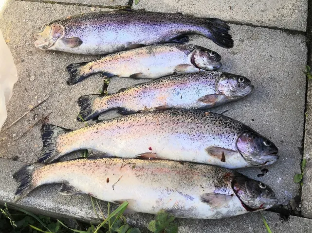 Regenbogenforelle