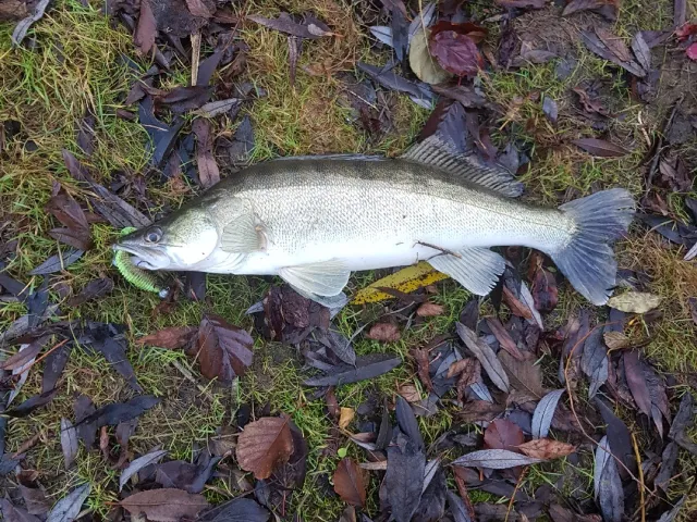 Zander