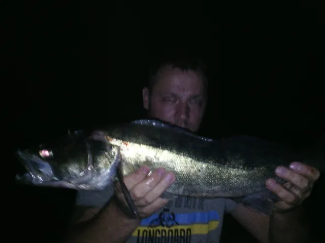 Zander