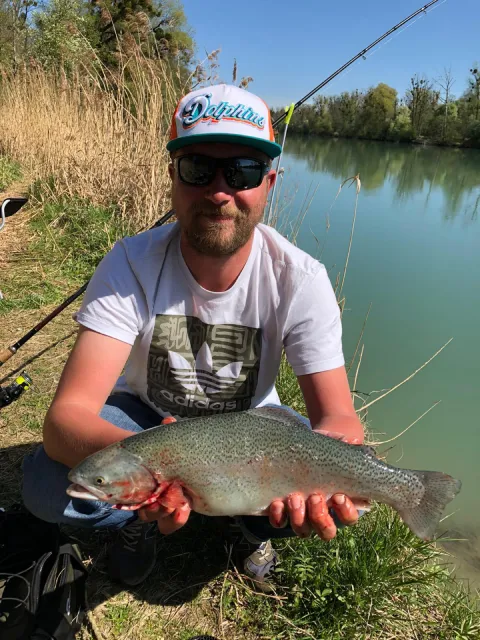 Regenbogenforelle