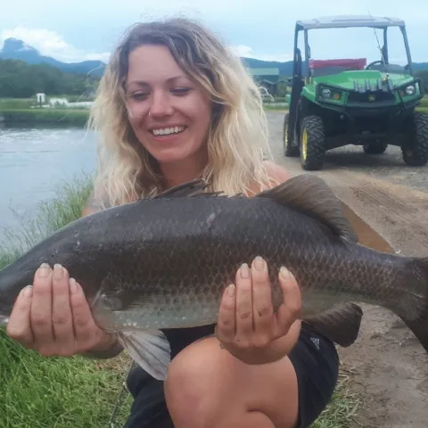 Barramundi