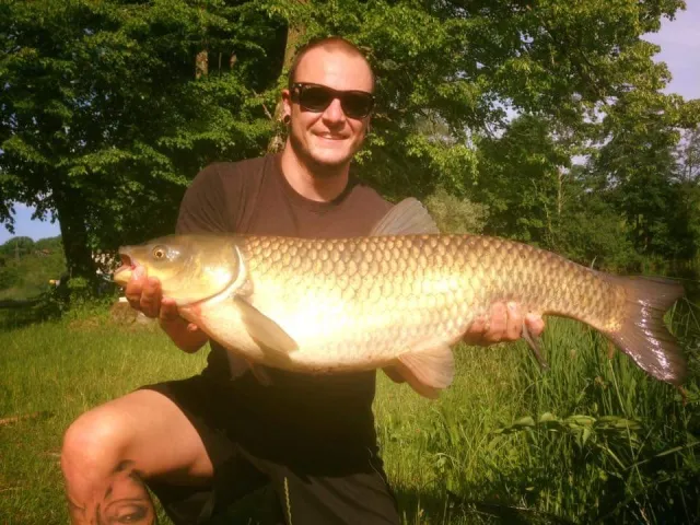 Graskarpfen