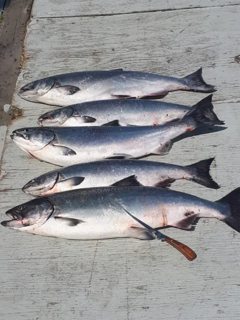 Lachs