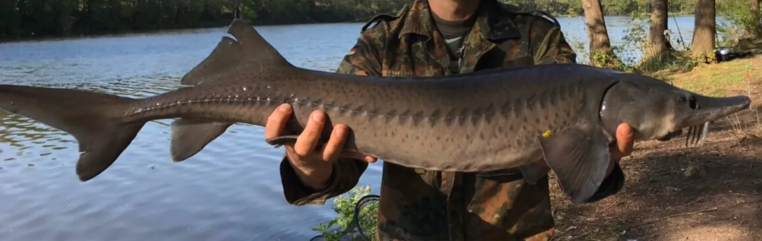 Stör