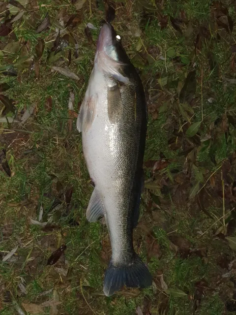 Zander