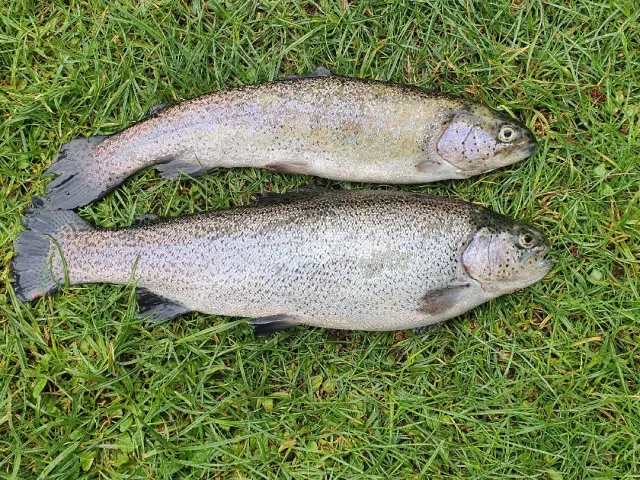 Regenbogenforelle