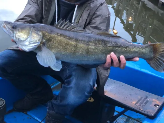 Zander