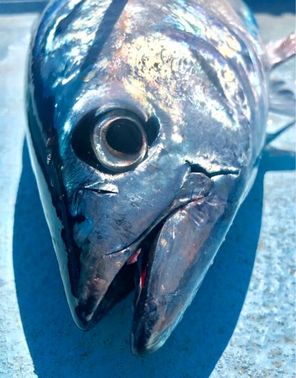 Thunfisch