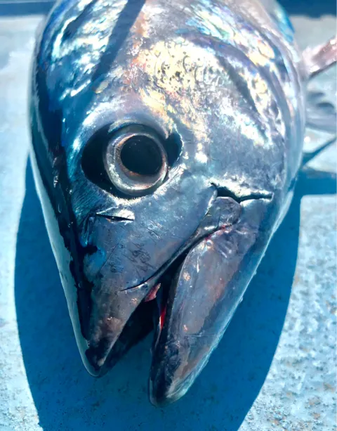 Thunfisch