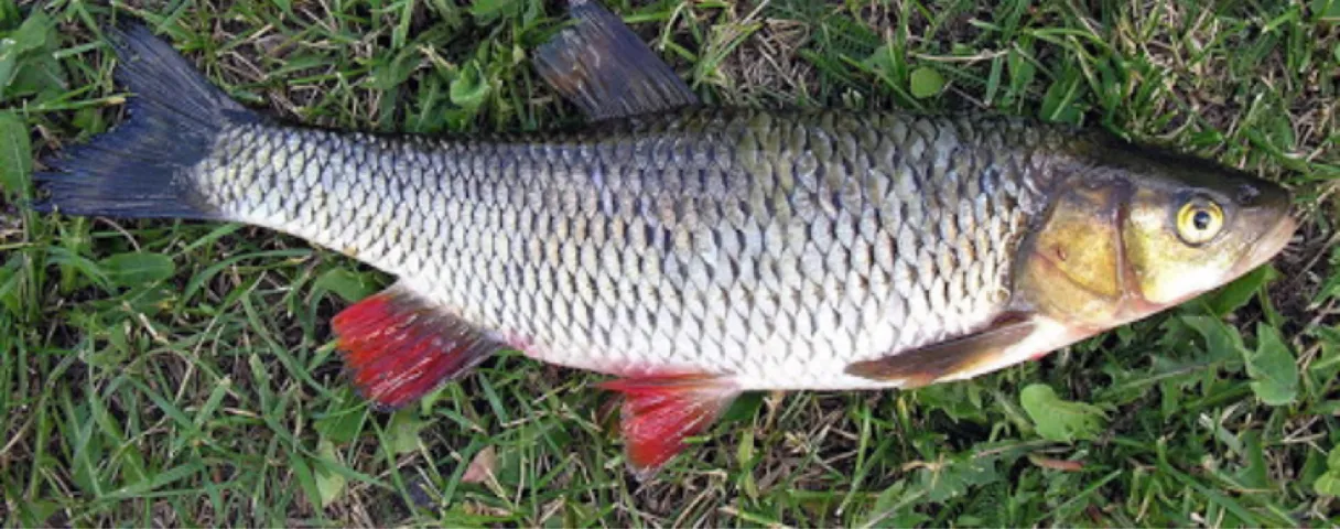 Döbel