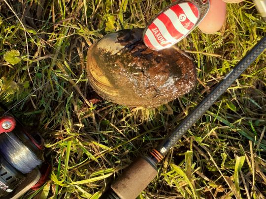 Abgeplattete Teichmuschel