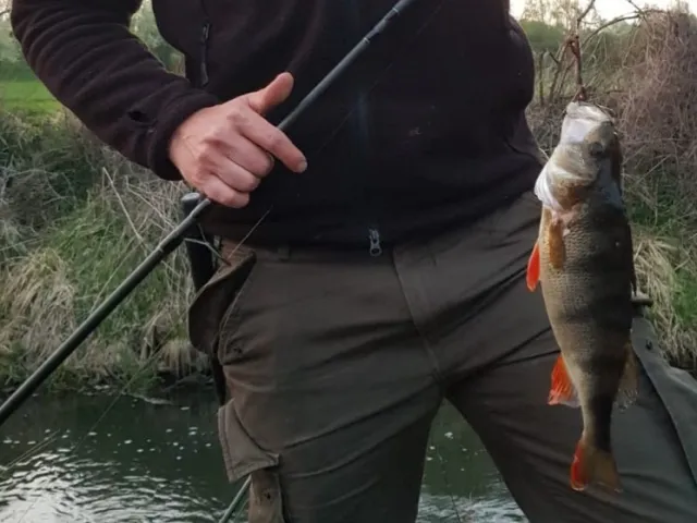 Flussbarsch