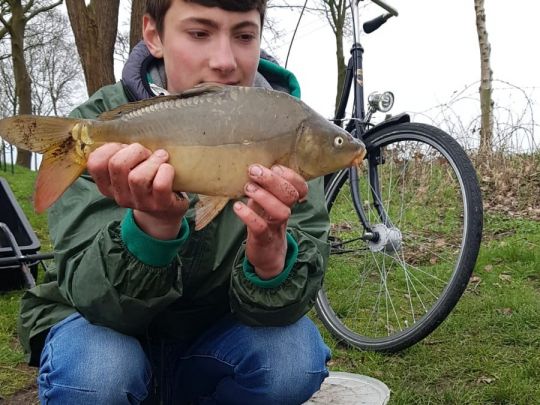 Karpfen