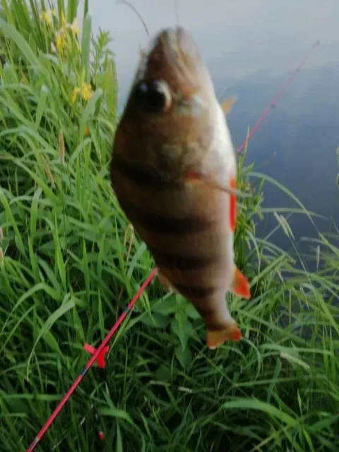Flussbarsch