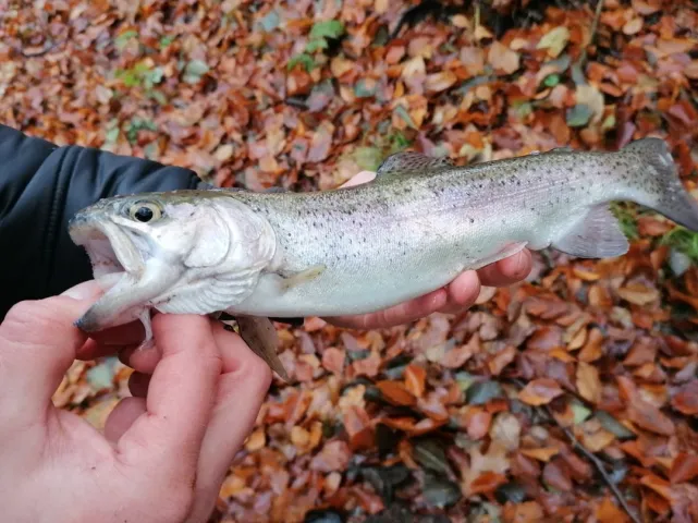 Regenbogenforelle