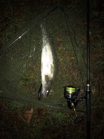 Zander