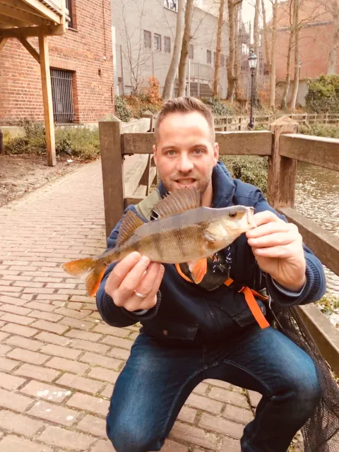 Flussbarsch