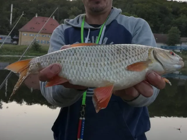 Rotauge