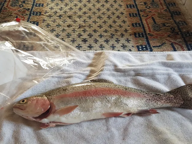 Regenbogenforelle