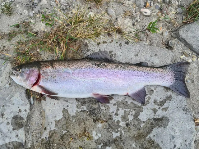 Regenbogenforelle