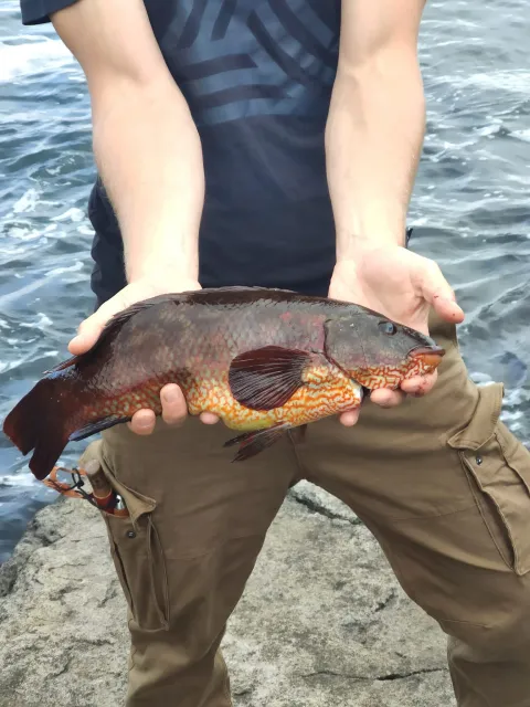 Lippfisch