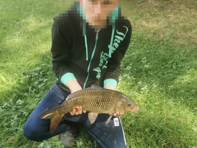 Karpfen