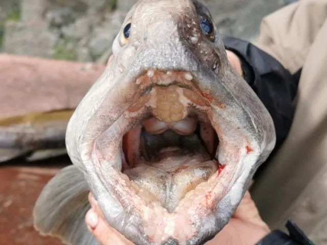 Seewolf