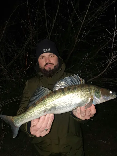 Zander