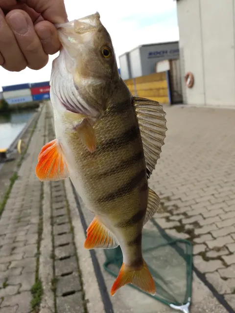 Flussbarsch