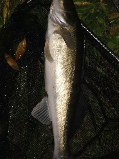 Zander