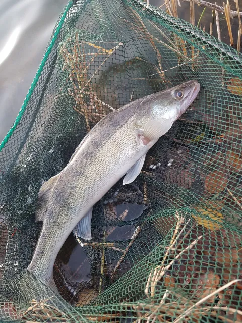 Zander