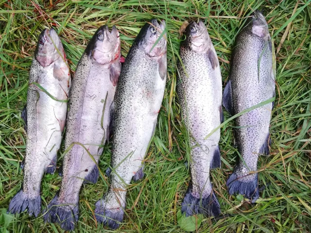 Regenbogenforelle