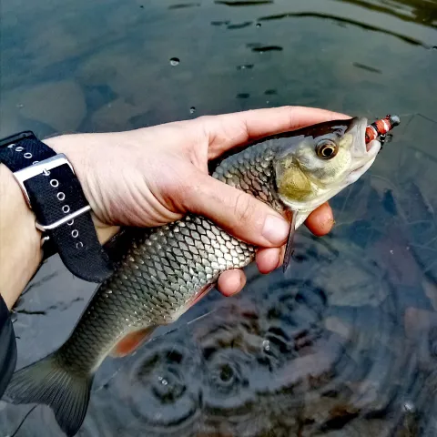 Döbel