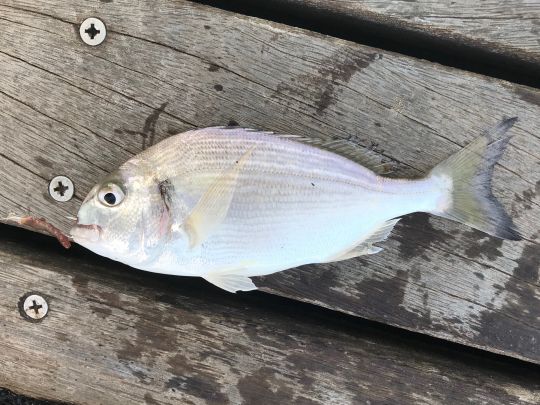 Dorade