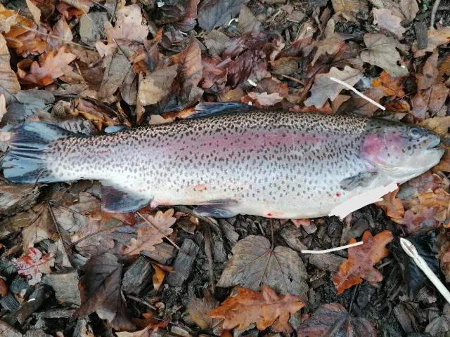 Regenbogenforelle