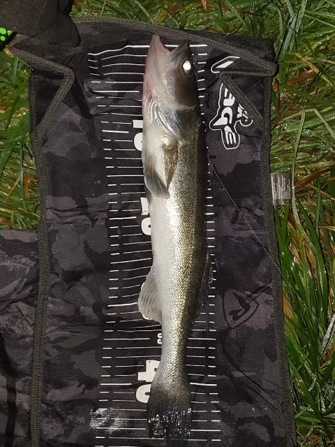 Zander