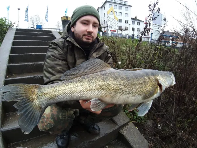 Zander