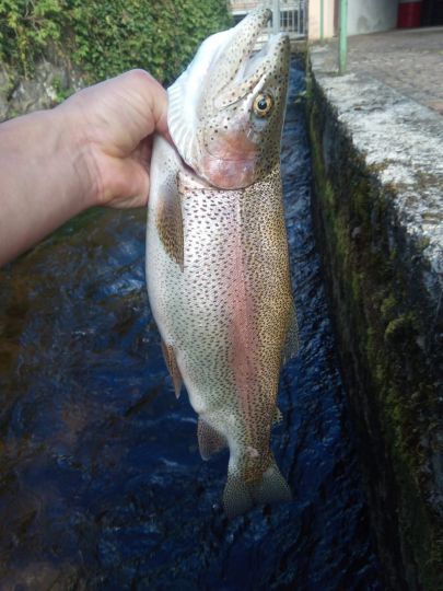 Regenbogenforelle