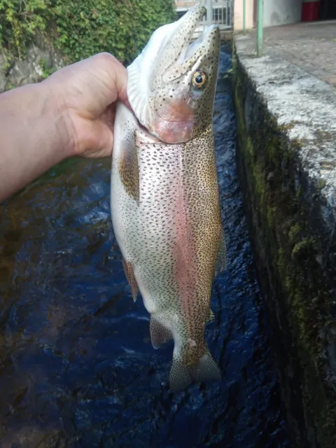 Regenbogenforelle