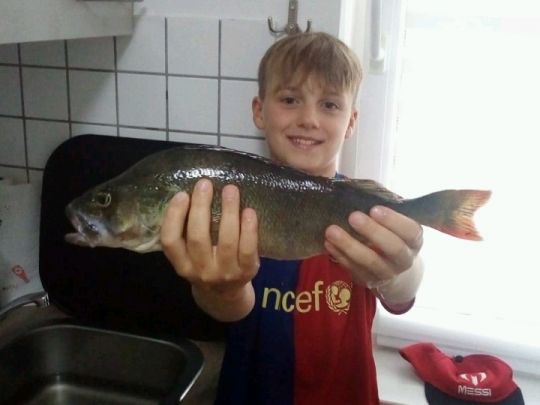 Flussbarsch