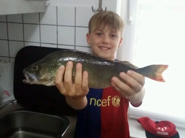 Flussbarsch