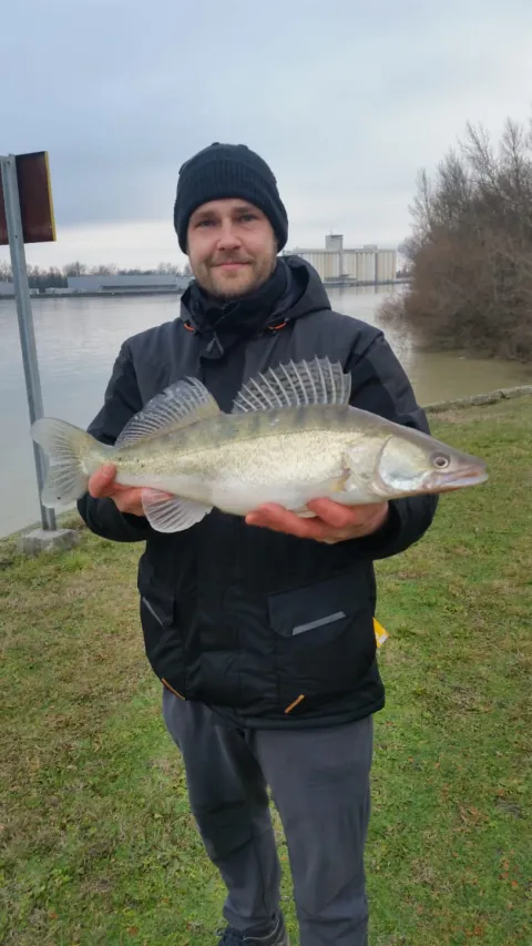 Zander