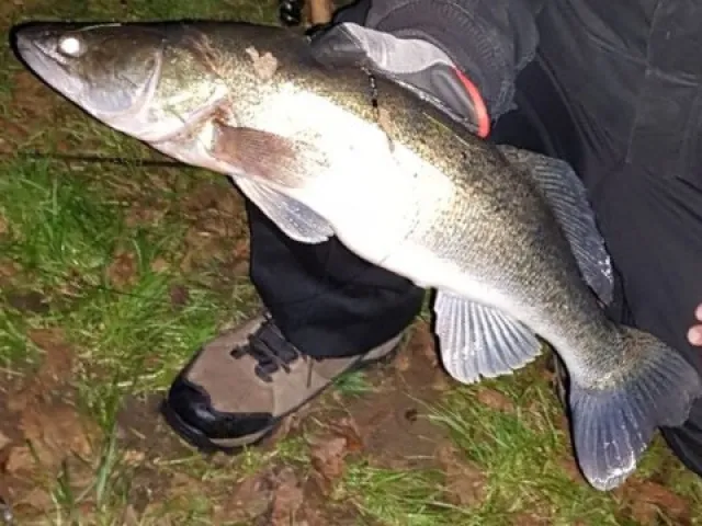 Zander
