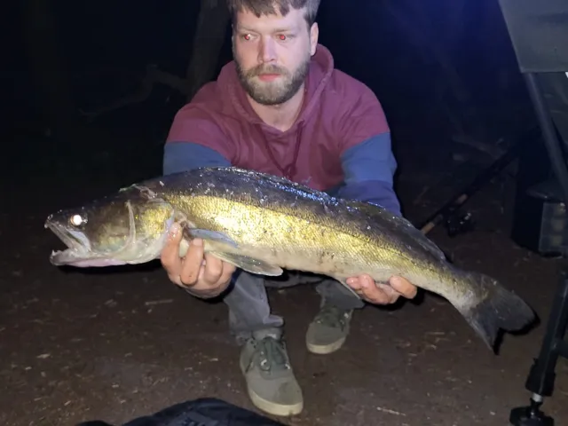 Zander