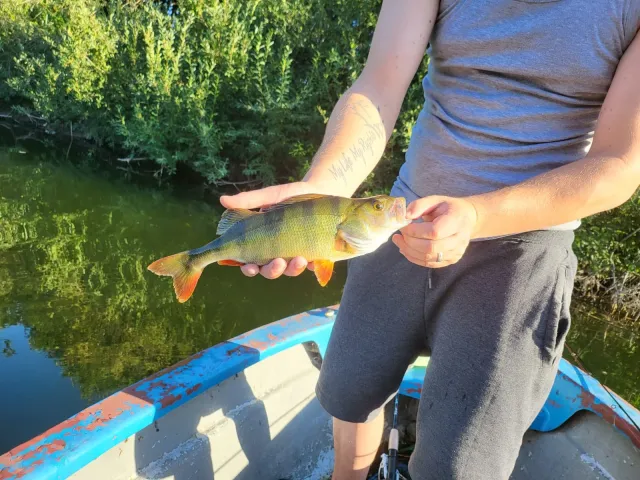 Flussbarsch