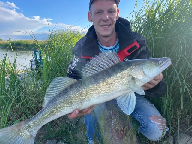 Zander