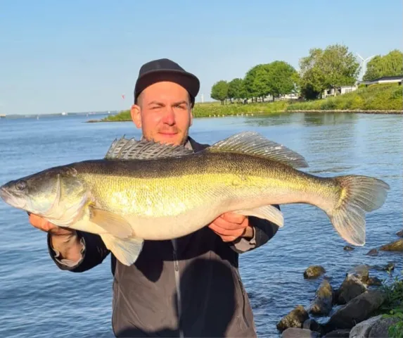 Zander