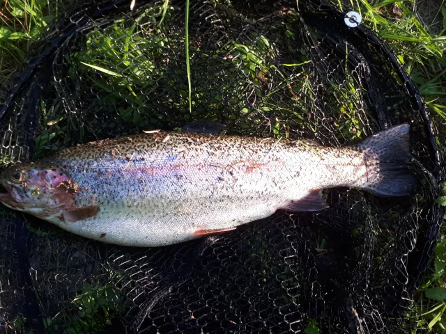 Regenbogenforelle
