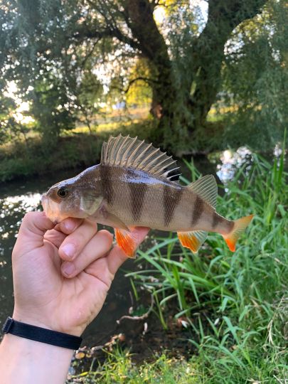 Flussbarsch