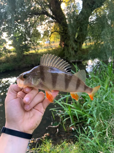 Flussbarsch